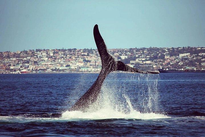 A whale's tail breaching the water on a Mossel Bay whale watching tour