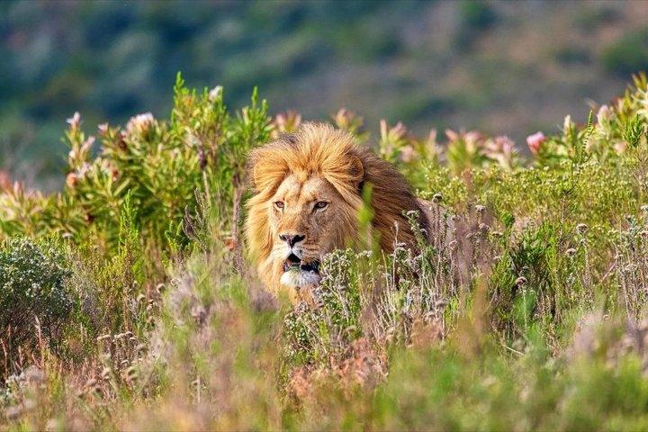 A male lion on a Garden Route wildlife safari experience